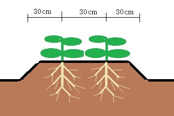 家庭菜園の基本!⑥【畝づくり】で種まき、定植の準備OK。 | ブレランさんのブログ